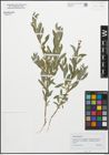 Foto von Salix purpurea L.